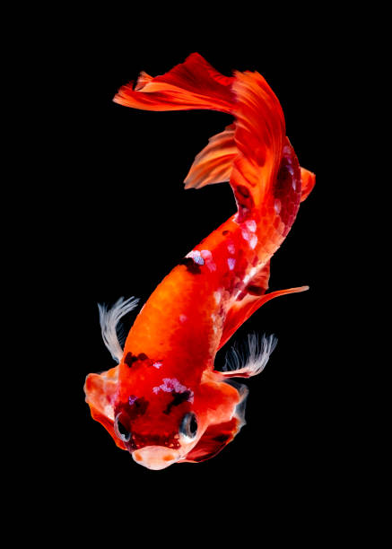 istock Betta fish Fight in the aquarium 1144706851
