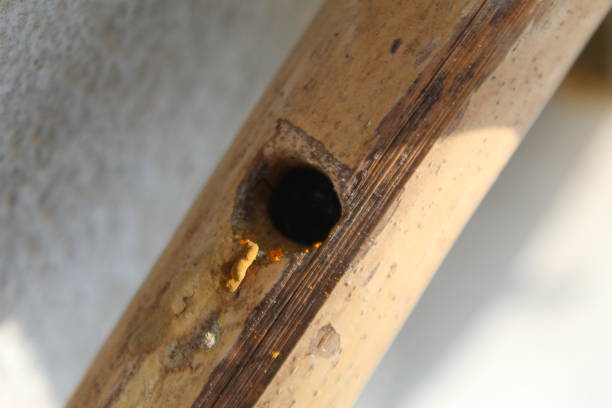 gros plan macro charpentier abeille faisant un nid sur le bambou séché, abeille charpentier balayer petit ruban à l’extérieur du nid. - abeille menuisière photos et images de collection
