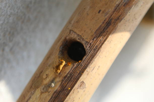 istock Close-up macro Carpenter bee making a nest on the dried bamboo, carpenter bee sweeping small sliver outside the nest. 1144708371