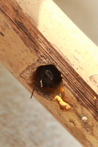 istock Close-up macro Carpenter bee making a nest on the dried bamboo, carpenter bee sweeping small sliver outside the nest. 1144708507