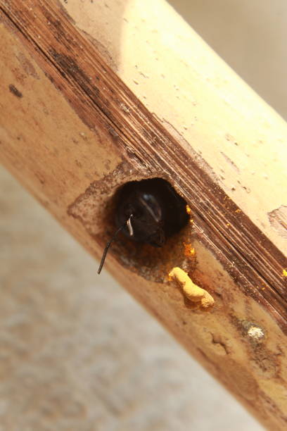 nid d’abeille de charpentier - abeille menuisière photos et images de collection