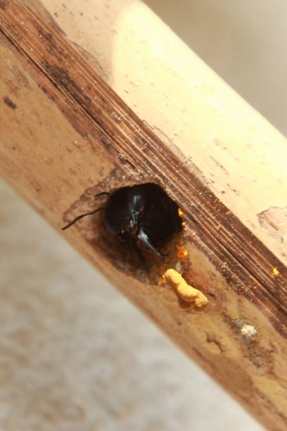 istock Close-up macro Carpenter bee making a nest on the dried bamboo, carpenter bee sweeping small sliver outside the nest. 1144708559
