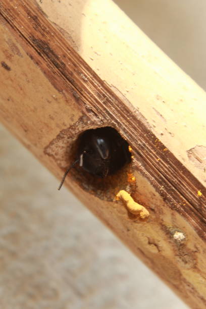 istock Close-up macro Carpenter bee making a nest on the dried bamboo, carpenter bee sweeping small sliver outside the nest. 1144708566