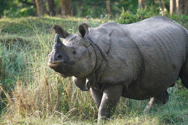istock Wild rhino in National Park 1144708631