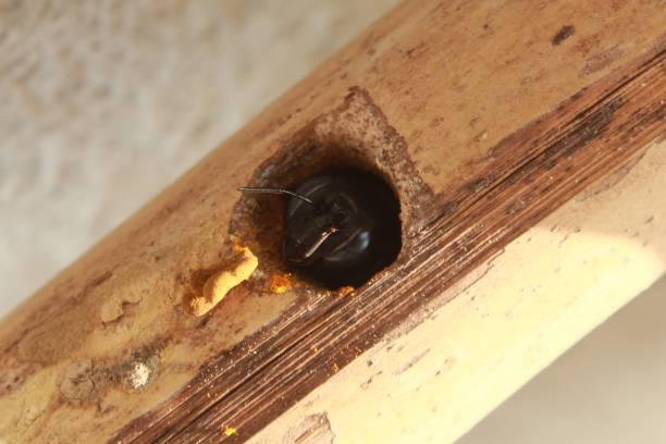 gros plan macro charpentier abeille faisant un nid sur le bambou séché, abeille charpentier balayer petit ruban à l’extérieur du nid. - abeille menuisière photos et images de collection