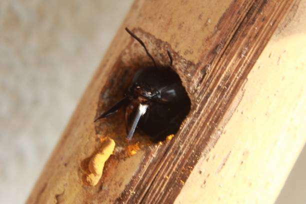 gros plan macro charpentier abeille faisant un nid sur le bambou séché, abeille charpentier balayer petit ruban à l’extérieur du nid. - abeille menuisière photos et images de collection