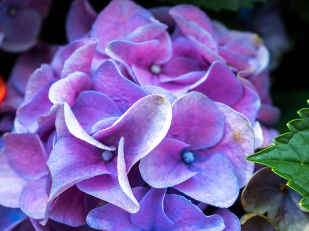 istock Hydrangea flower background for wallpaper decoration 1144709753