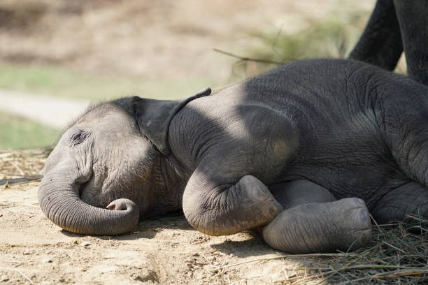 istock Elephant baby in breeding centre 1144709760
