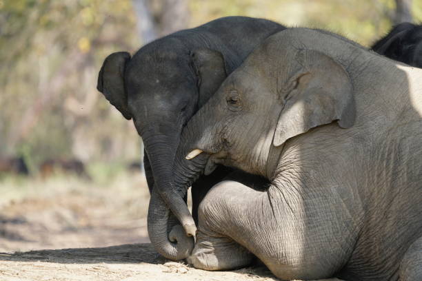 Elephant baby living in breeding centre in Chitwan National Park in Nepal