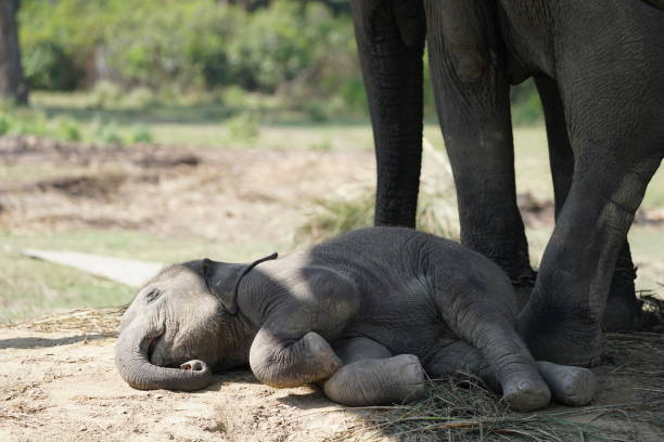 istock Elephant baby in breeding centre 1144709994