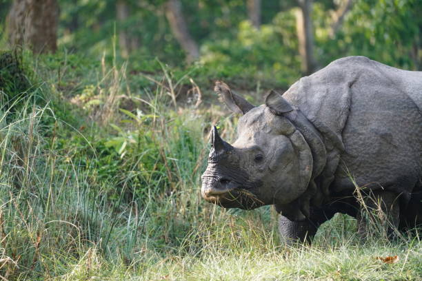 istock Wild rhino in National Park 1144710039