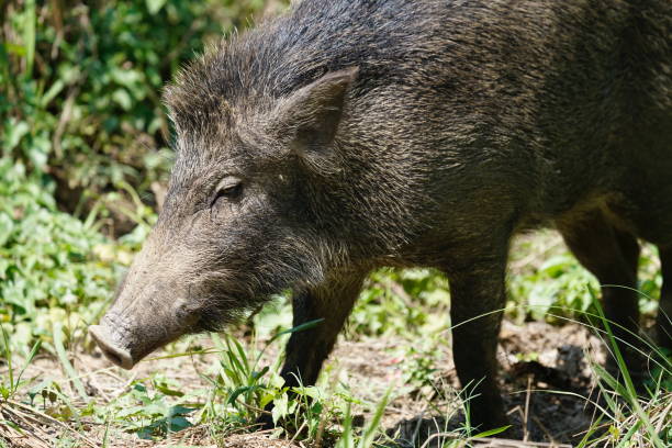 istock Wild boar in national park 1144710041