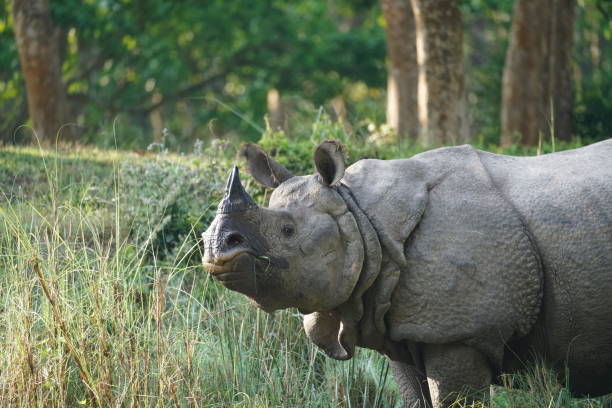 istock Wild rhino in National Park 1144710709