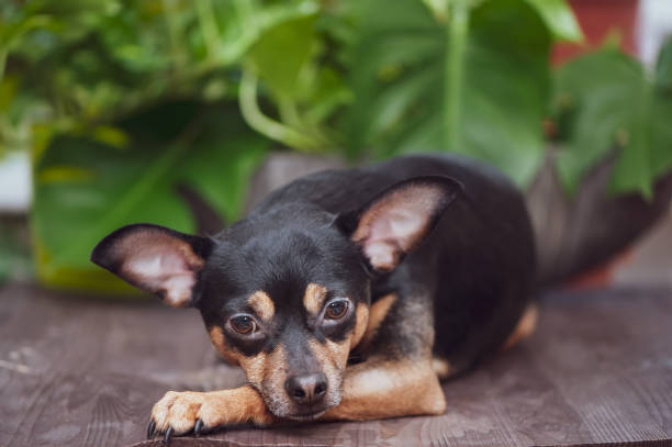 istock Dog, puppy sad. Studio portrait. Russian Toy Terrier 1144710882