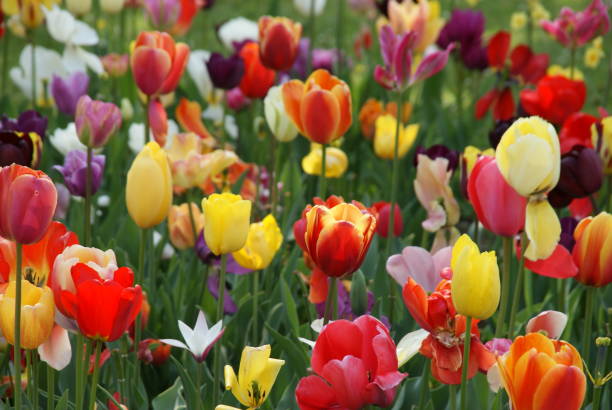 istock tulip field at Sigurta park at lake Garda 1144711914