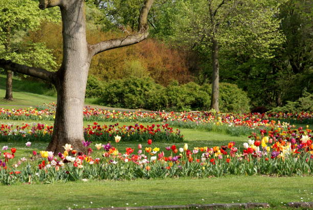 istock Beautiful tulip landsacape at Sigurta park (Italy) 1144711920