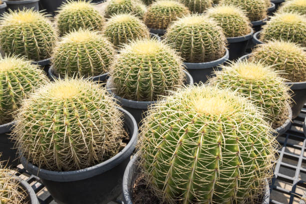 istock Cactus and cactus flowers 1144712546