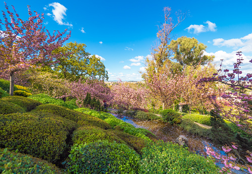 Rome, Italy - 7 April 2019 - The Botanical Garden in Trastevere is a lush public park with monumental fountains and a Japanese garden. Here in the bloom called Hanami.