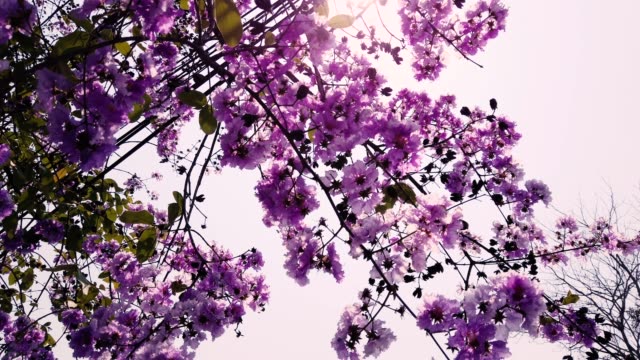 Beautiful purple flowers on the tree