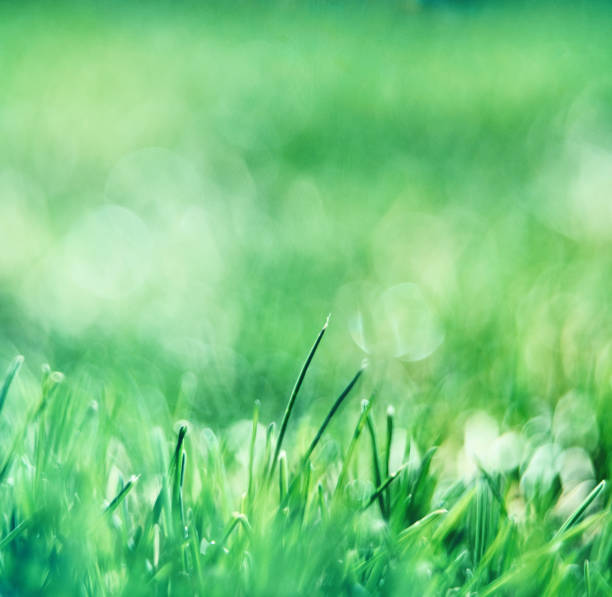 istock Abstract background of grass with water droplets 1144712901