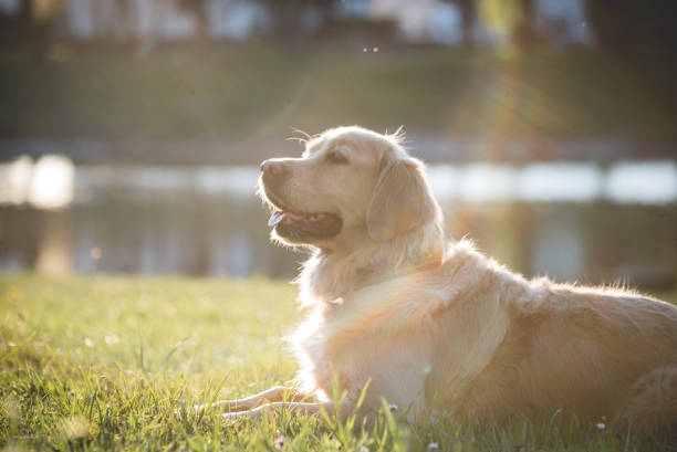 istock golden retriever in summer sunlight sunset on green grass 1144712933