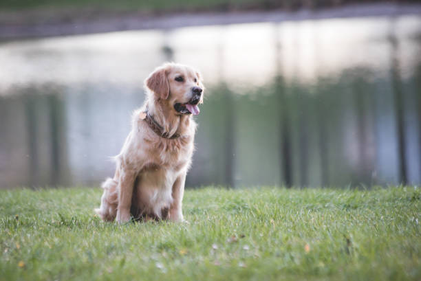 istock golden retriever in summer sunlight sunset on green grass 1144713463