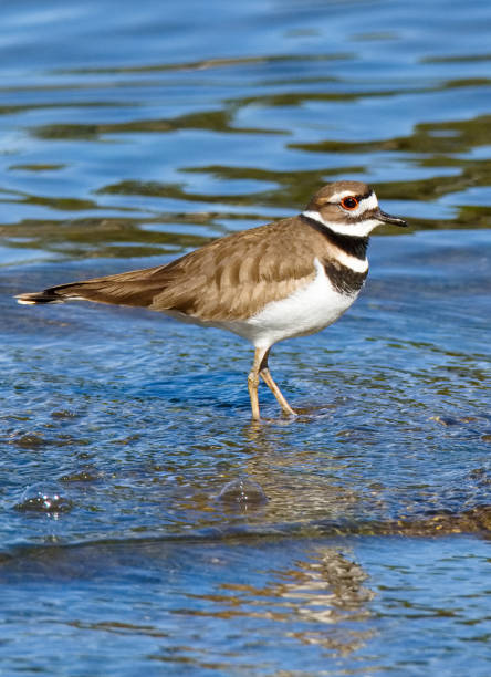 istock Elegant Tern and other water birds 1144713498