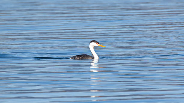 istock Elegant Tern and other water birds 1144713562