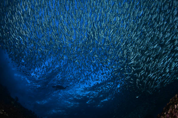 istock Sardine run and Cormoran 1144714804