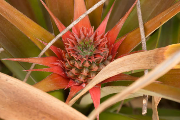 istock little pineapple in farm 1144716454