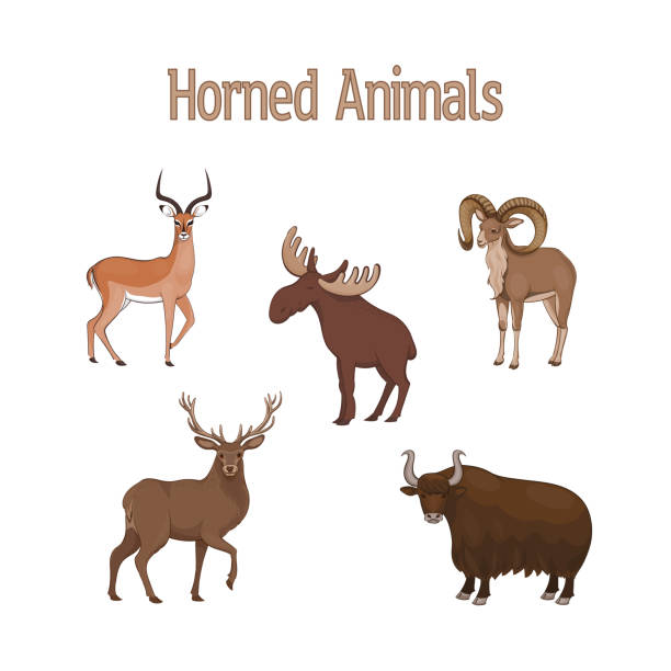 Ilustración de Conjunto De Dibujos Animados Lindos Animales De Cuernos Impala Urial Ciervo Yak Alce y más Vectores Libres de Derechos de Carnero - iStock Ilustración de Conjunto De Dibujos Animados Lindos Animales De Cuernos Impala Urial Ciervo Yak Alce y más Vectores Libres de Derechos de Carnero - iStock
