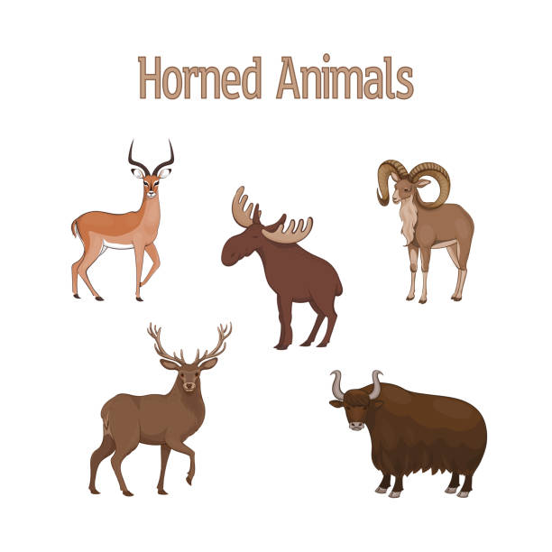 ilustrações, clipart, desenhos animados e ícones de jogo dos animais horned bonitos dos desenhos animados. impala, urial, cervos, yak, alces - pallah