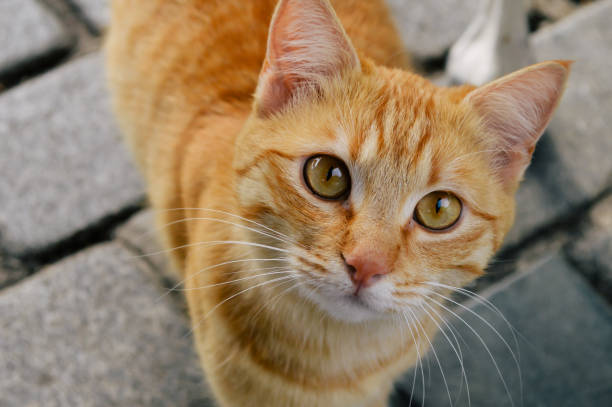 แมวที่จ้องมอง - แมวส้ม ภาพสต็อก ภาพถ่ายและรูปภาพปลอดค่าลิขสิทธิ์
