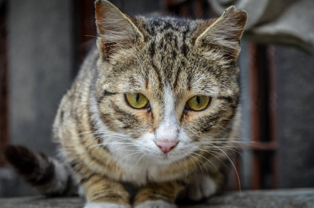 istock The cat is watching the eyes 1144718146
