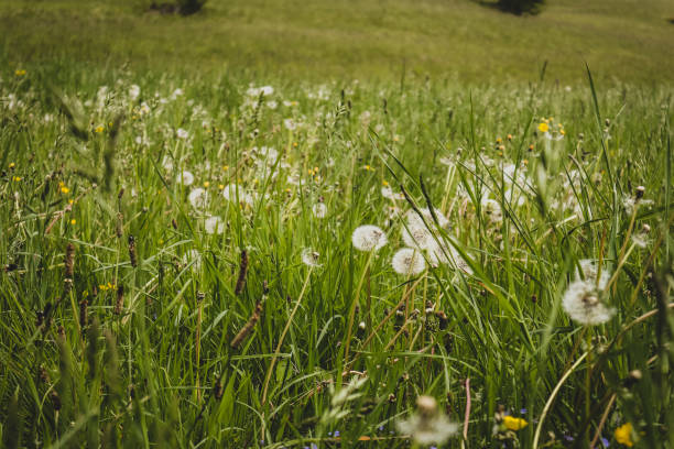 istock Field with dandelion flowers. 1144720338
