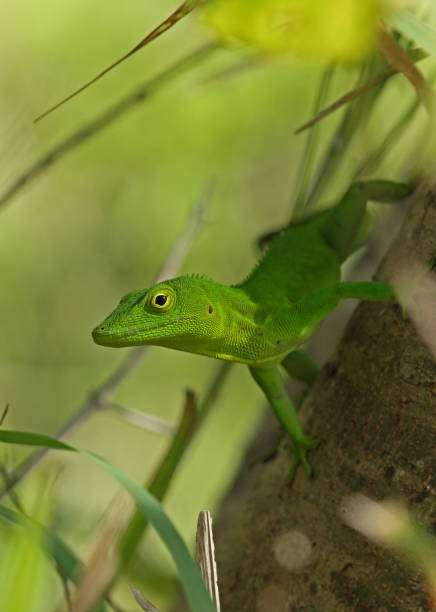 istock Jamaican Giant Anole (Anolis garmani) 1144720483