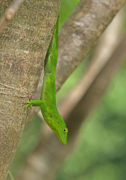 istock Jamaican Giant Anole (Anolis garmani) 1144720506