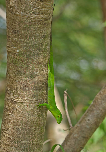 istock Jamaican Giant Anole (Anolis garmani) 1144720560