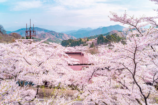 istock Cherry blossoms in Mt. Myogi 1144721709