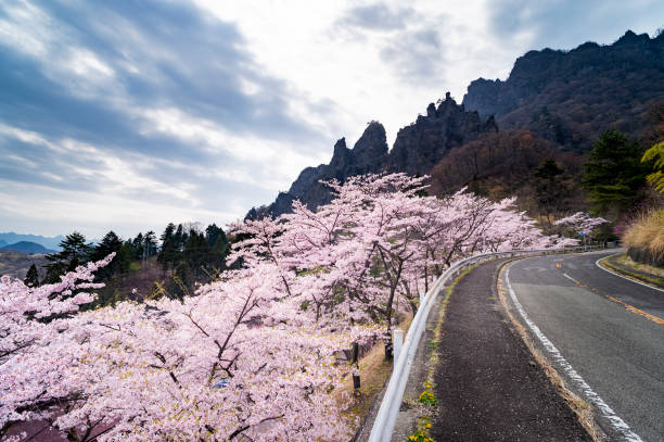 fiori di ciliegio sul monte myogi - gunma foto e immagini stock