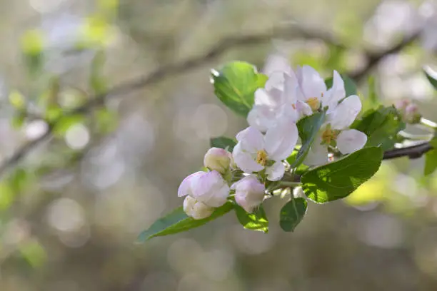 close on beautiful flowerapple tree blooming in spring