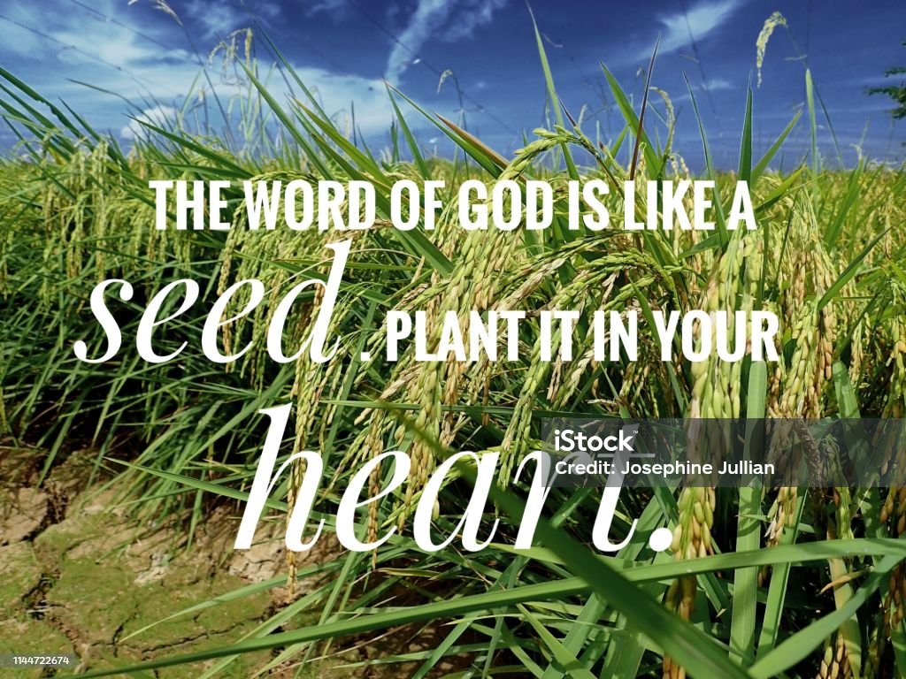 Seed words of God from the bible verse of the day, be encouraged in daily life design for Christianity. bible verses about strength during hard times will help to encourage and inspire you to find your strength in Christ Bible Stock Photo
