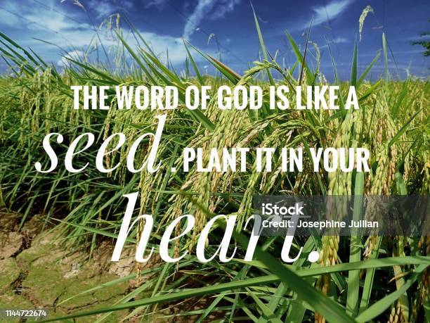 Seed Words Of God From The Bible Verse Of The Day Be Encouraged In Daily Life Design For Christianity Stock Photo - Download Image Now
