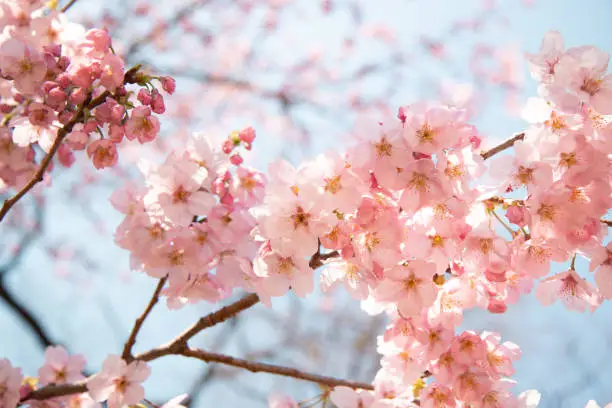 Yoshino cherry blossoms in Shinjuku National Garden