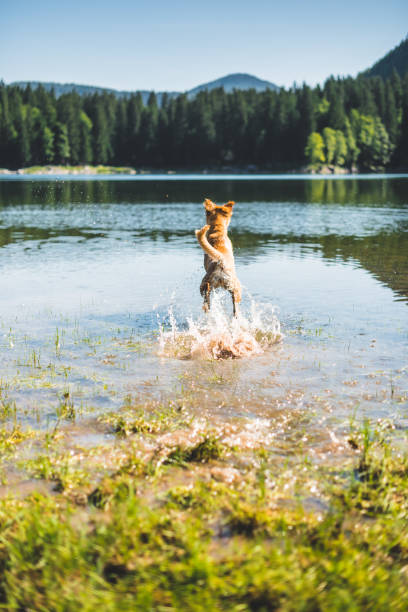 Dog jumping in the water. Labrador is playing