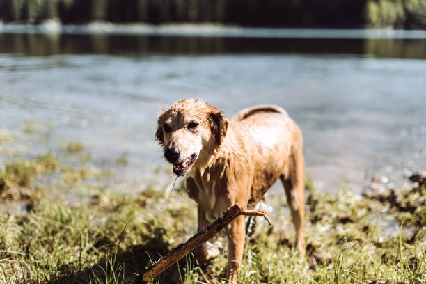 dog with a stick in the mouth