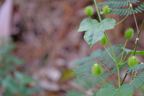 istock Passiflora foetida L. fruits 1144724595