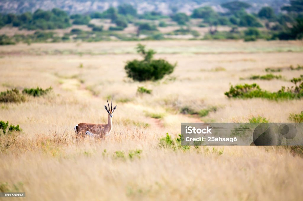 An antelope stands in the grass and looks into the distance The antelope stands in the grass and looks into the distance Africa Stock Photo