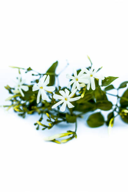 Close up of Indian jasmine flower or juhi or Jasminum Auriculatum on wooden surface. Close up of Indian jasmine flower or juhi or Jasminum Auriculatum on wooden surface. jasminum auriculatum flowers stock pictures, royalty-free photos & images