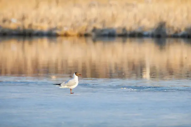 Photo of Tern stands in sunlight on half frozen pond